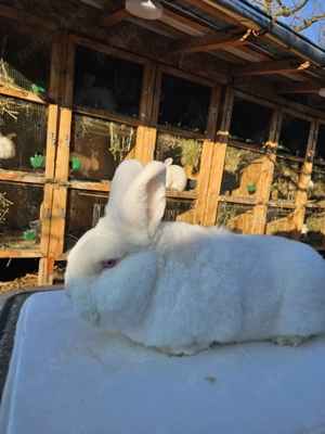 Iepuri neozeelandez alb - imagine 2