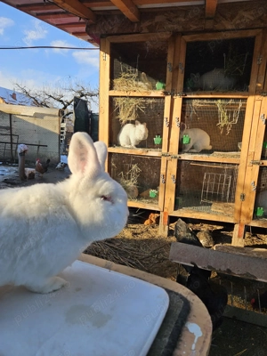 Iepuri neozeelandez alb