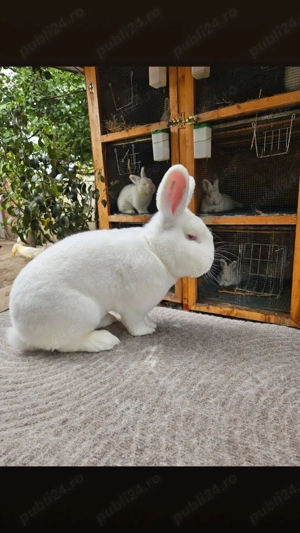 Iepuri neozeelandez alb - imagine 4