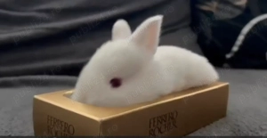 Iepuri hibrizi neozeelandez alb si hycole - imagine 5