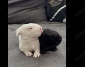 Iepuri hibrizi neozeelandez alb si hycole - imagine 3