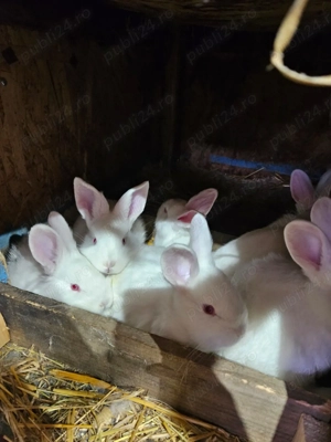 Iepuri hibrizi neozeelandez alb si hycole - imagine 4