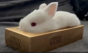 Iepuri hibrizi neozeelandez alb si hycole