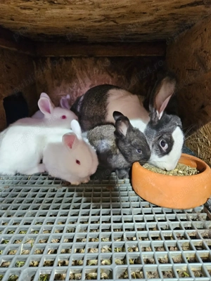 Iepuri hibrizi neozeelandez alb si hycole - imagine 2