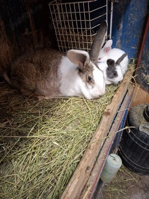 iepurasi de vanzare - imagine 5