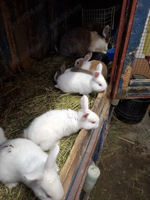 iepurasi de vanzare - imagine 2