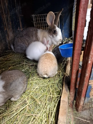 iepurasi de vanzare - imagine 3