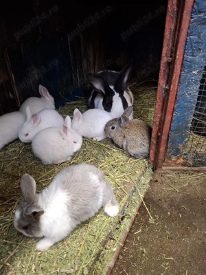 iepurasi de vanzare - imagine 4