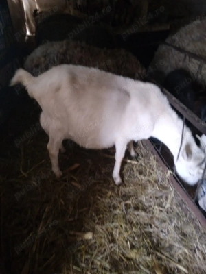 Angajez cioban la capre  - imagine 2