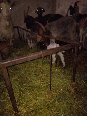 Angajez cioban la capre 