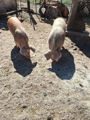 Porci de vanzare  - imagine 4