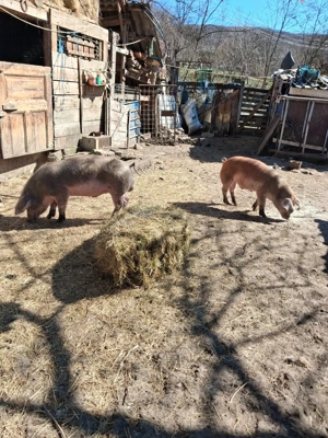 Porci de vanzare  - imagine 3