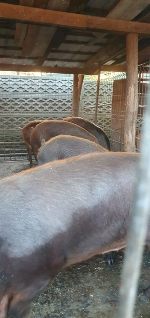 Purcei și porci mari de vânzare!  - imagine 5