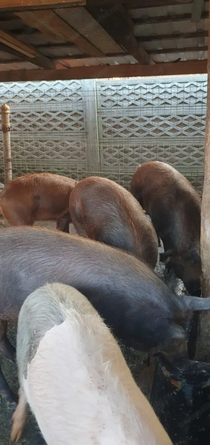 Purcei și porci mari de vânzare!  - imagine 4