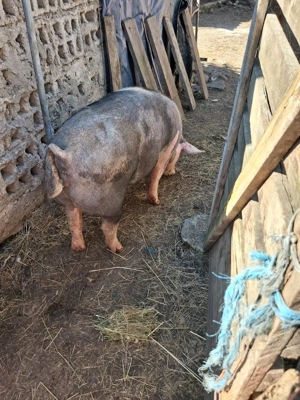 Porci de vanzare  - imagine 5