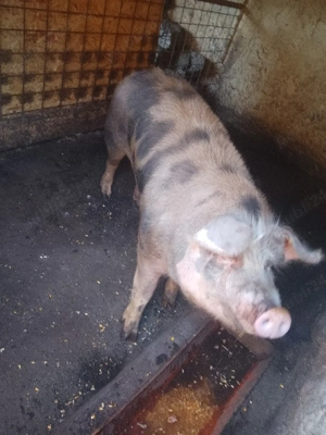 de vânzare porc  - imagine 2