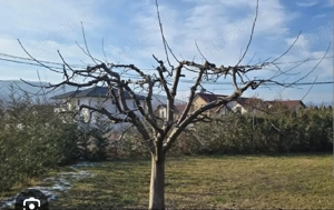 defrisari taiat pomi curatat arbori arbusti - imagine 2