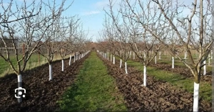 defrisari taiat pomi curatat arbori arbusti - imagine 3