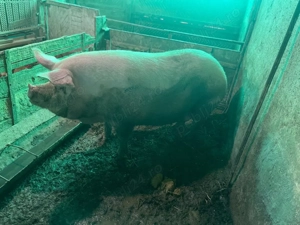 Vand scroafa  - imagine 3