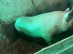 Vand scroafa  - imagine 2