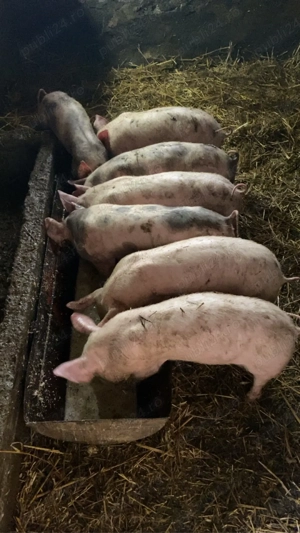 Vand Purcei marele alb cu pietrain!  - imagine 3