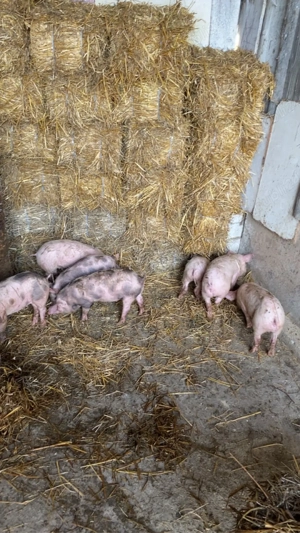 Vand Purcei marele alb cu pietrain!  - imagine 4