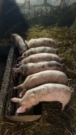 Vand Purcei marele alb cu pietrain!  - imagine 2