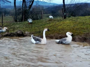 Ouă gâște pentru incubat.