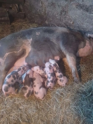 Vand scroafă cu purcei !!