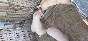 Vand porci pentru mai multe detalii la telefon  - imagine 2