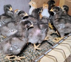 Oferta:17 pui de gaina de 10zile: 3La Bresse; 3Sussex portelan; 11Plymouth rock barat