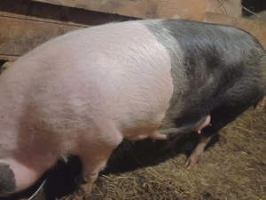 Vand scroafă cu 7 purcei ! - imagine 5