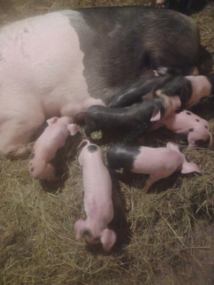 Vand scroafă cu 7 purcei ! - imagine 4