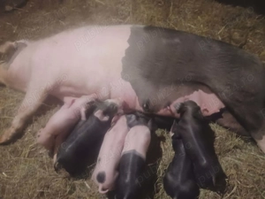 Vand scroafă cu 7 purcei ! - imagine 2