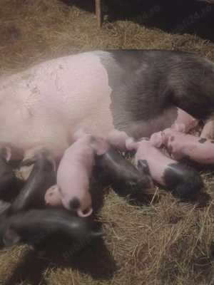 Vand scroafă cu 7 purcei ! - imagine 3