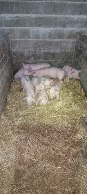  Purcei din Scroafe TN70 import Danemarca montate cu vier de pietrean  - imagine 2