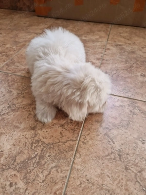 Băiețel Bichon maltez  - imagine 5