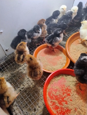 27 pui de gaina:11Plymouth RB;4La Bresse;7Sussex Portelan;5Jersey Giant - imagine 2