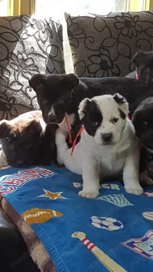 Catei Ciobanesc de Asia Centrala,Alabai,catel ciobanesc