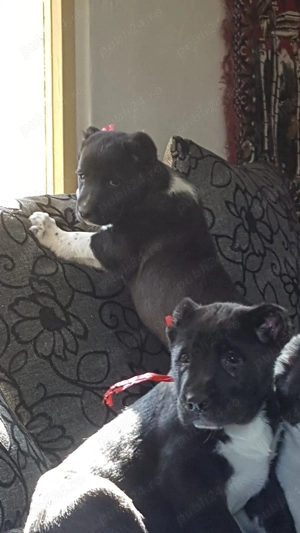 Catei Ciobanesc de Asia Centrala,Alabai,catel ciobanesc - imagine 4