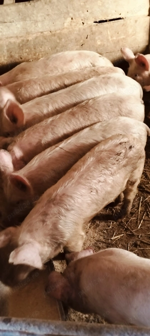 Șoldani de 35 kg - imagine 2