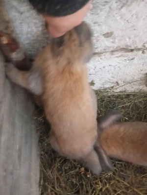 epuri de vânzare  - imagine 3