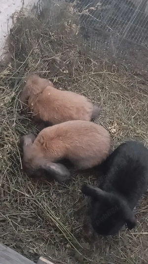 epuri de vânzare  - imagine 4