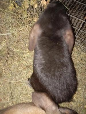 epuri de vânzare  - imagine 5