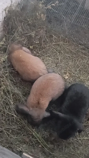 epuri de vânzare  - imagine 2