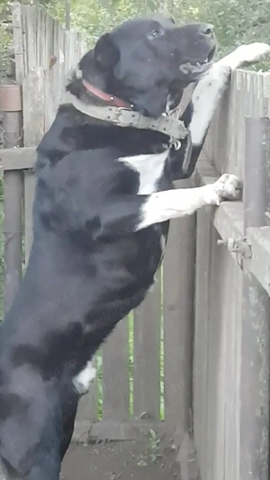 Catei Ciobanesc de Asia Centrala,Alabai,pui,catel - imagine 4