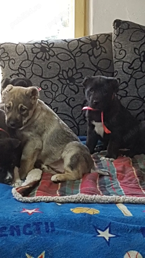 Catei Ciobanesc de Asia Centrala,Alabai,pui,catel