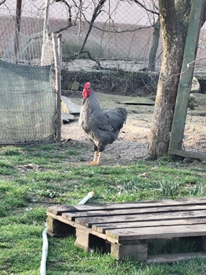 Pui Plymouth Rock Barat  - imagine 3