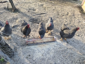 Pui Plymouth Rock Barat  - imagine 2