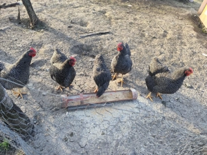 Pui Plymouth Rock Barat  - imagine 5